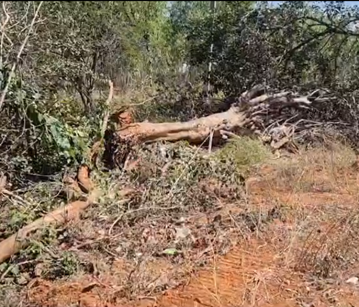  ಮರಗಳ ಮಾರಣಹೋಮ ನಡೆಸಿರುವುದು