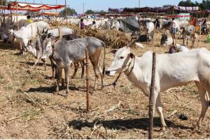 ತುಮಕೂರು : ಕ್ಯಾಮೇನಹಳ್ಳಿ ಕಮನೀಯ ಕ್ಷೇತ್ರದಲ್ಲಿ ಐತಿಹಾಸಿಕ ದನಗಳ ಜಾತ್ರೆ ಸಂಭ್ರಮ