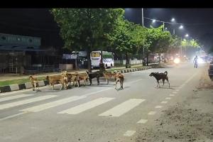 ಮಧುಗಿರಿ : -  ಬೀದಿ ನಾಯಿಗಳಿಗೆ ಕಡಿವಾಣ ಹಾಕುವಂತೆ ಗ್ರಾಮಸ್ಥರ ಆಗ್ರಹ