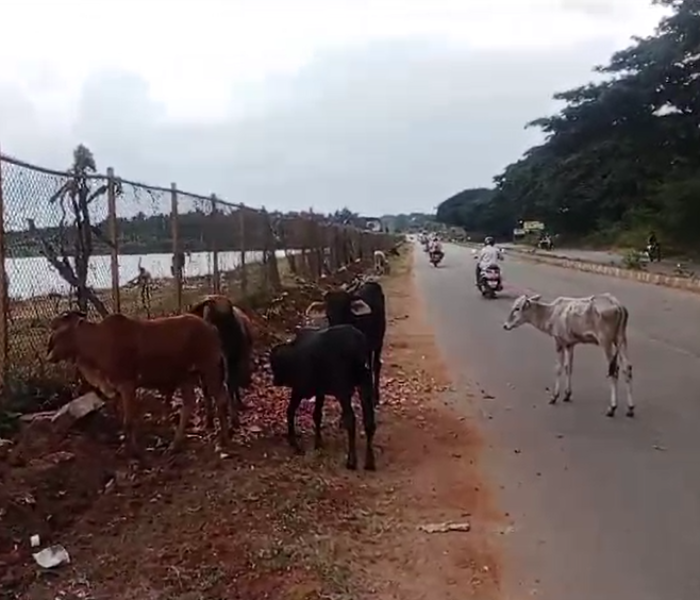 ಬೀಡಾಡಿ ದನಗಳು