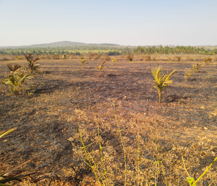 ಬೆಂಕಿಗೆ ಆಹುತಿಯಾಗಿರುವ ತೆಂಗಿನ ಗಿಡಗಳು