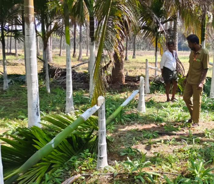 ಕಡಿದಿರುವ ಅಡಕೆ ಮರಗಳು 