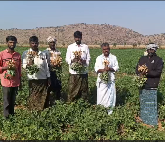 ಪಾವಗಡ ತಾಲೂಕಿನ ಕಣಿವೆನಹಳ್ಳಿಯಲ್ಲಿ ಶೇಂಗಾಬೆಳೆ ಬೆಳೆದ ರೈತ