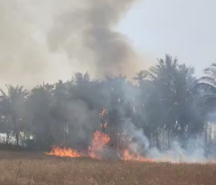  ತೋಟದಲ್ಲಿ ಅಡಿಕೆ ಮರಗಳು ಹಾಗೂ ತೆಂಗಿನ ಮರಗಳಿಗೆ ಬೆಂಕಿ ಹೊತ್ತಿಕೊಂಡಿರುವುದು.