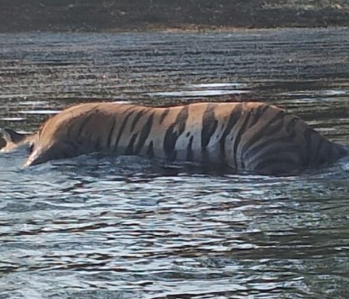  ಹುಲಿಯ ಮೃತದೇಹ