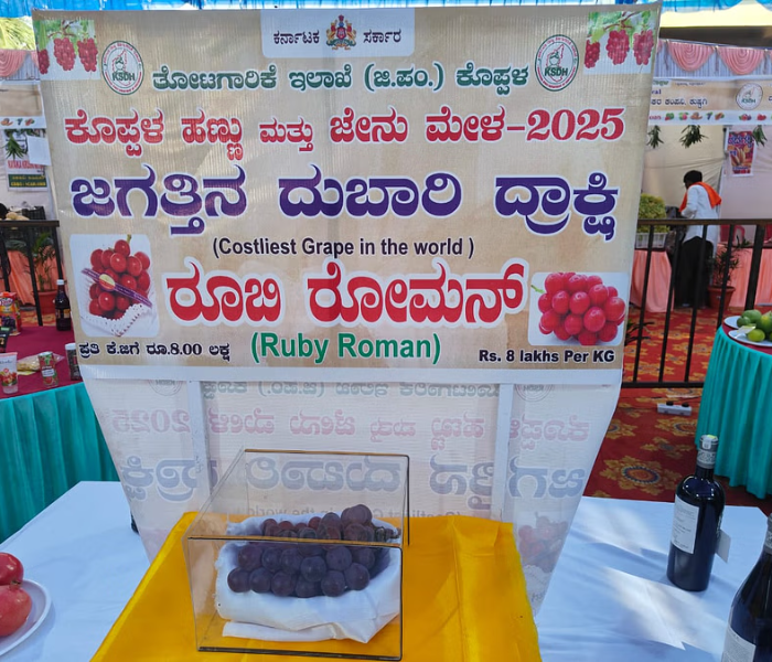 ರೂಬಿ ರೋಮನ್ ದ್ರಾಕ್ಷಿ ಹಣ್ಣು