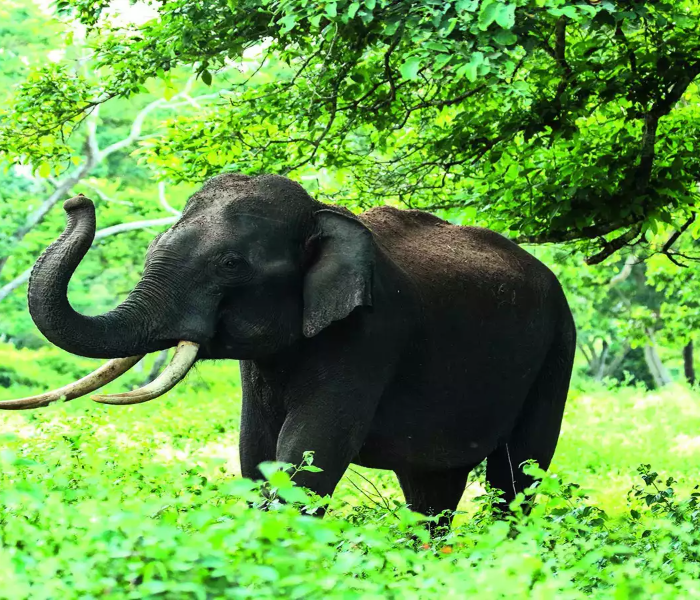 ಸಾಂದರ್ಭಿಕ ಚಿತ್ರ