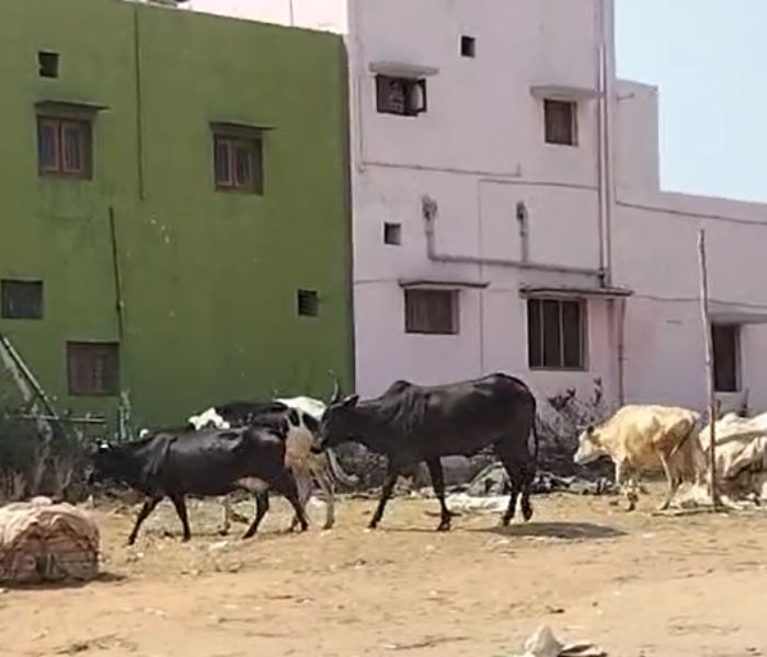 ಮಾರುಕಟ್ಟೆ ಬಳಿಯಿರುವ ಬೀಡಾಡಿ ದನಗಳು