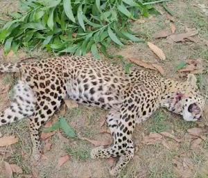 ಕೊರಟಗೆರೆ : ಕೊರಟಗೆರೆಯಲ್ಲಿ ಚಿರತೆ ಅನುಮಾನಾಸ್ಪದವಾಗಿ ಸಾವು