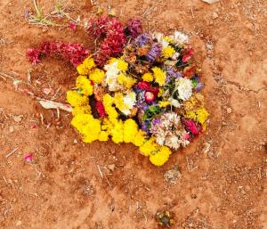 ಚಿಕ್ಕಬಳ್ಳಾಪುರ : ರೈತನ ತೋಟಕ್ಕೆ ವಾಮಾಚರ | ಚಿನ್ನದ ಬೆಲೆಯ ದಾಕ್ಷಿ ನಾಶ
