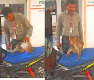 ಬಾಗಲಕೋಟೆ : ಚಿಕಿತ್ಸೆ ಪಡೆಯಲು ಸೀದಾ ಪಶು ಆಸ್ಪತ್ರೆಗೆ ಬಂದ ಮಂಗಣ್ಣ