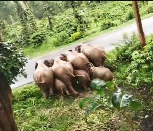 ವಿರಾಜಪೇಟೆ : ವಿರಾಜಪೇಟೆ ಹಾಗೂ ತಿತಿಮತಿ ವಲಯದಲ್ಲಿ ಆನೆ ಗಣತಿ ಕಾರ್ಯಚರಣೆ
