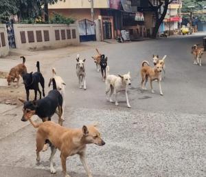 ತಿಪಟೂರು : ಬೀದಿನಾಯಿಗಳ ದಾಳಿಗೆ 6 ವರ್ಷದ ಮಗು ಬಲಿ...!