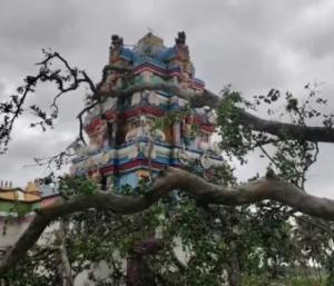 ಮಂಡ್ಯ : ಮಳೆಯಿಂದ ಮರ ಉರುಳಿ ದೇವಾಲಯದ ಗೋಪುರ ಮತ್ತು ವಿಗ್ರಹಕ್ಕೆ ಹಾನಿ