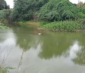 GUBBI  : ಕಟ್ಟೆಯಲ್ಲಿ ಅಪರಿಚಿತ ಶವ ಪತ್ತೆ | ಶವ ಕಂಡು ಗ್ರಾಮಸ್ಥರು ಶಾಕ್