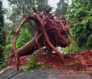 CHIKKAMAGALURU : ಗಾಳಿ-ಮಳೆಗೆ ಧರೆಗುರುಳಿದ ಮರ | ಮುಳ್ಳಯ್ಯನಗಿರಿ-ದತ್ತಪೀಠ ಮಾರ್ಗ ಬಂದ್