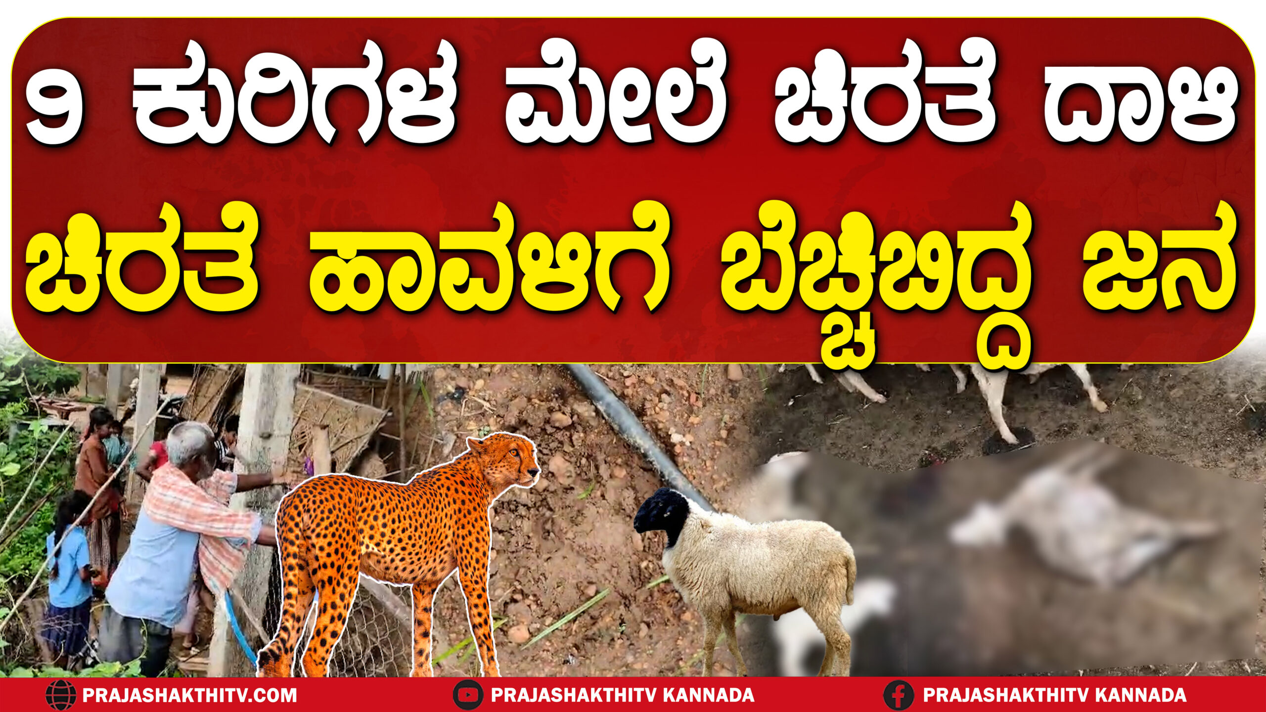 9 ಕುರಿಗಳ ಮೇಲೆ ಚಿರತೆ ದಾಳಿ ಚಿರತೆ ಹಾವಳಿಗೆ ಬೆಚ್ಚಿಬಿದ್ದ ಜನ