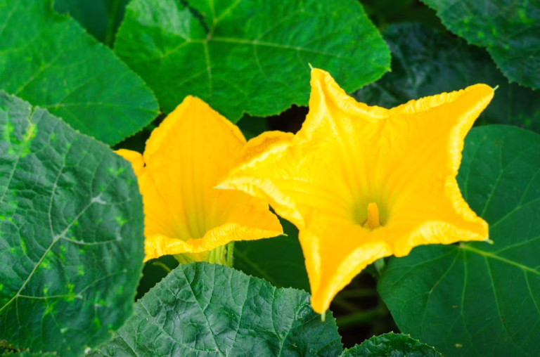 pumpkin-flower.jpg