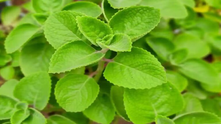 ದೊಡ್ಡಪತ್ರೆ