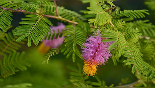 ಶಮಿ ಪೂಜೆಯಿಂದ ಶನಿ ದೋಷ ನಿವಾರಣೆ