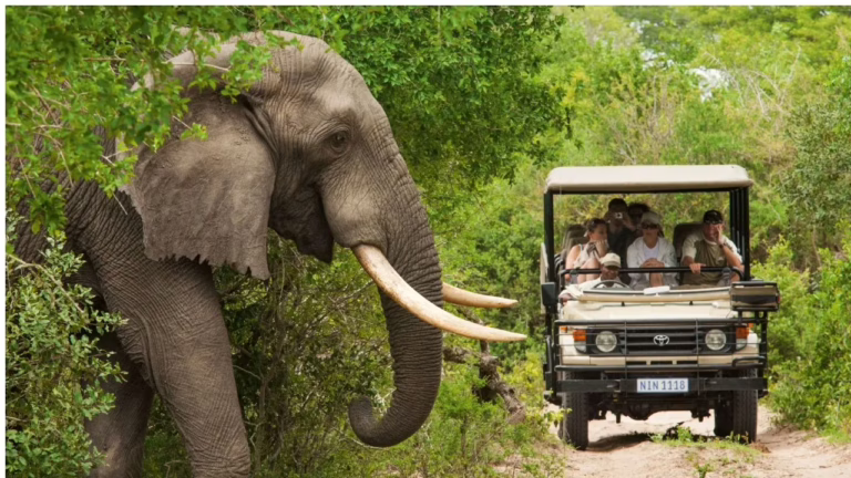 bandipura-safari-closed-from-today-2025-11-07-12-36-05