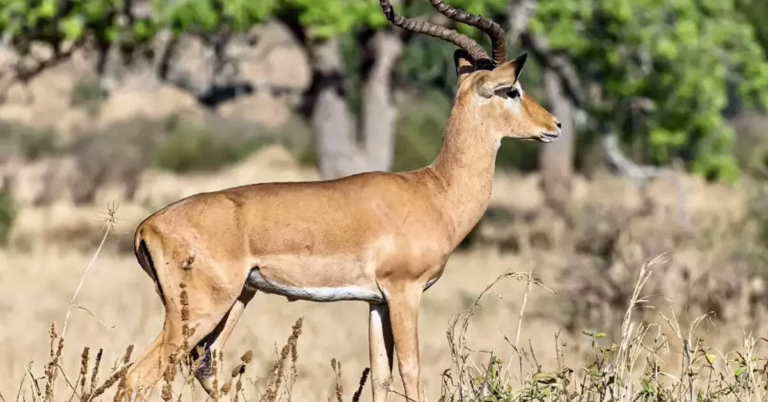 deer