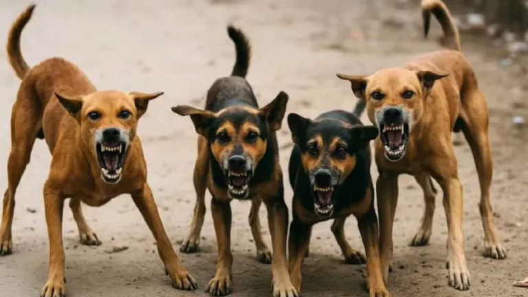 stray-dogs