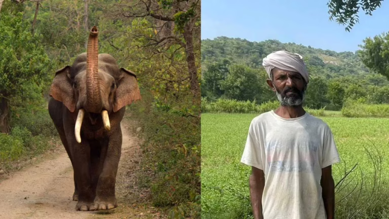 farmer-killed-in-ramnagar