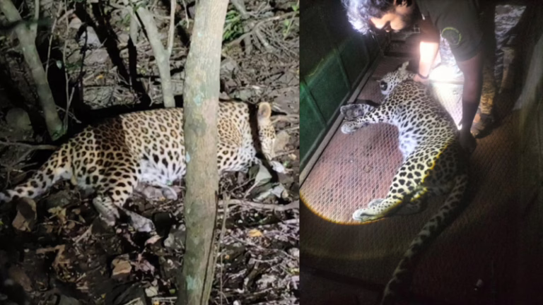 Leopard