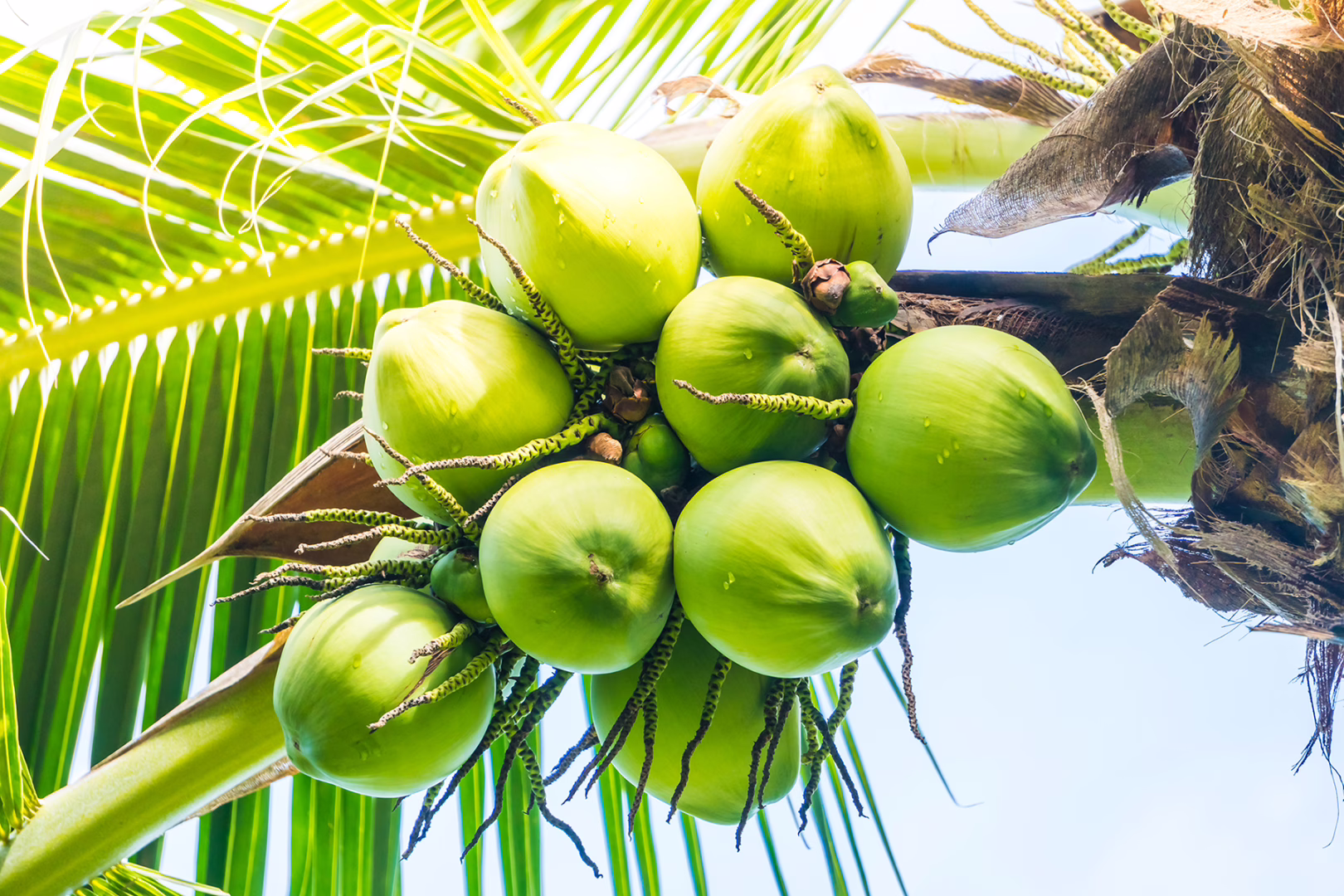 coconut-fruit-1620x1080.avif