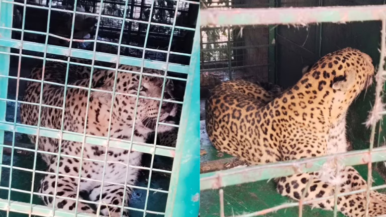 leopard_captured_in_Koratagere (1)