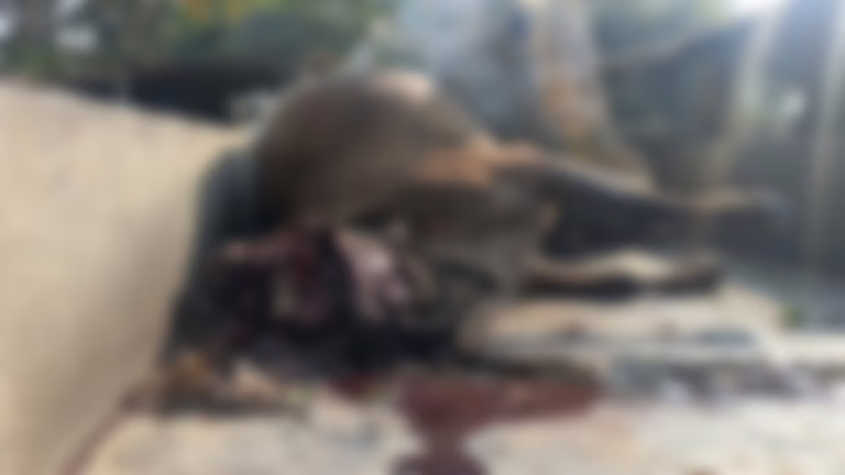 Blur_WhatsApp Image 2026-02-09 at 12.27.09 PM