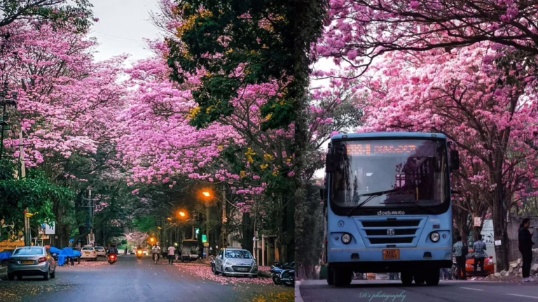 bangalore-turns-pink-8