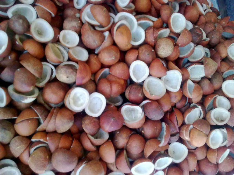 dried-coconut-copra-1565436-3