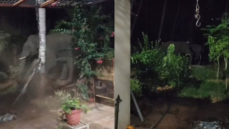 Channapatna-Wild-Elephant-Attack-