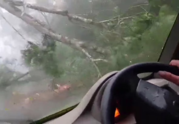 a-huge-tree-fell-in-front-of-a-moving-car-in-aldur-chikkamagaluru