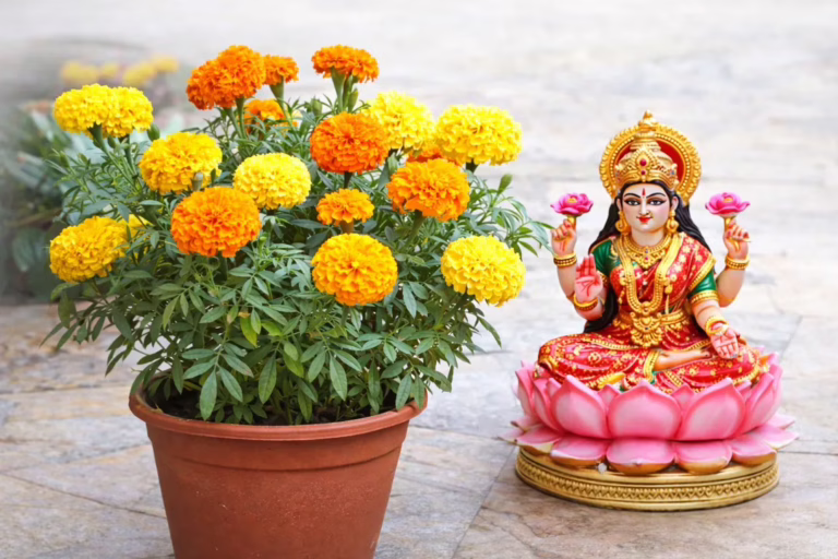 chendu_huvu.max-1280x720.format-webp