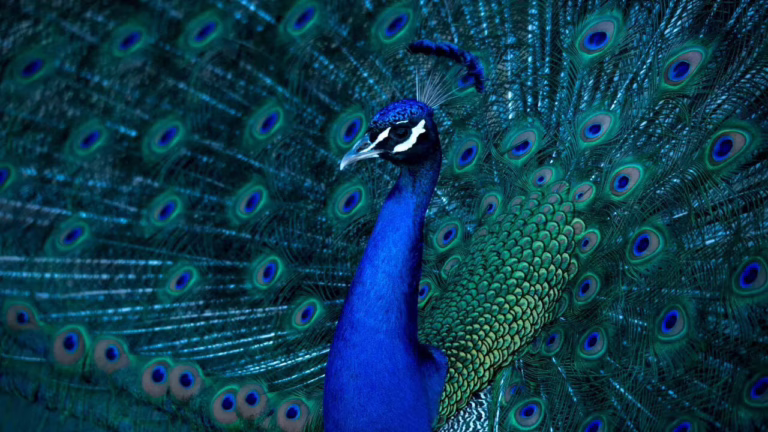PhotoshopExtension_Image (1)