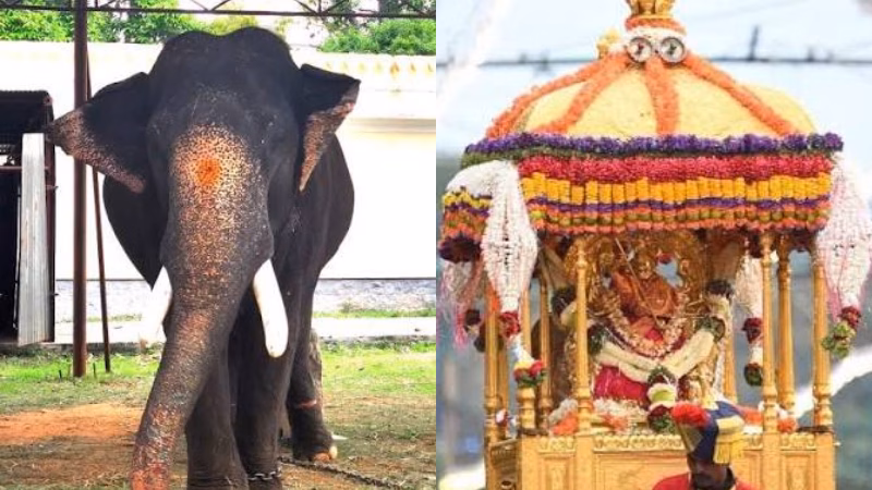 dhananjaya-elephant-mysuru-dasara-jamboo-savari